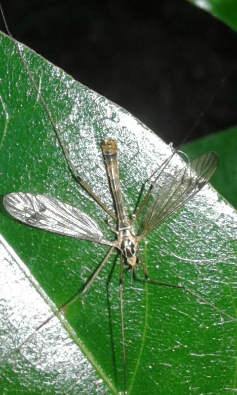 Tipulidae : Nephrotoma sp.? S